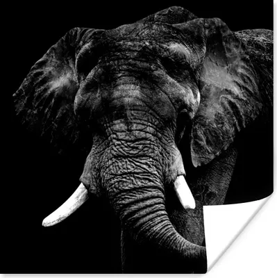 Produktbild von MuchoWow® Poster Elefant - Tiere - Zähne - Schwarz - Weiß 100x100 cm - Babyzimmer