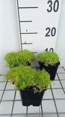 Produktbild von 6 x Sagina sub. 'Aurea' - Sternmoos - Topf 9 x 9 cm