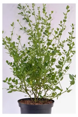 Produktbild von Immergrüne Säckelblume Ceanothus impressus Victoria, 30-40 cm hoch, im 3-Liter-Pflanzcontainer