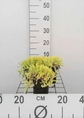 Produktbild von 6 x  Sedum acre 'Elegans' - Fettblatt - Topf 9 x 9 cm