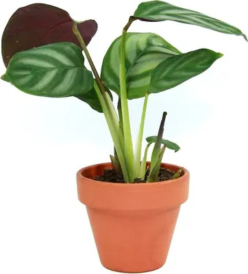 Obrázek produktu pro Gardners Ctenanthe Setosa Compactstar, průměr 6 cm