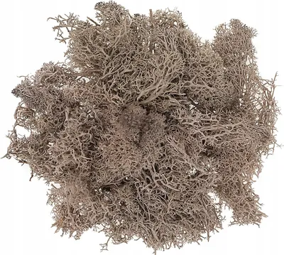 Produktbild von Deko-Islandmoos Naturbraun 30g