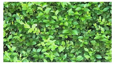 Produktbild von 10 x Ligustrum ovalifolium (Gehölz/Heckenpflanze/Winterhart/Mehrjährig/Immergrün)