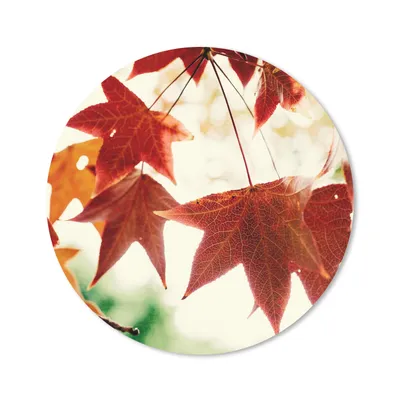 Produktbild von MuchoWow® Mauspad Mousepad Herbstblätter - November - Natur - Bäume 20x20 cm - Mousepads - Maus Mat - Pad - Mausunterlage - Schreibtischmatte