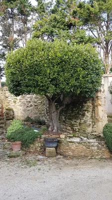 Image de Laurus nobilis / Laurier sauce