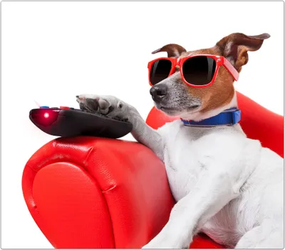 Produktbild von Spritzschutz Herdabdeckplatte Schneidebrett aus Glas Cooler Hund 1-Teilig (60x52cm)