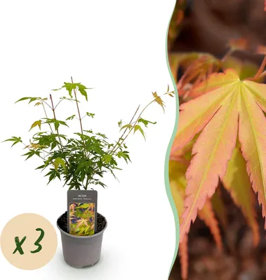 Image de Green boutiQ - Plante de jardin - Acer palmatum Katsura - Orange - 3 plants - À feuilles caduques - Peu d'entretien - Pot de 12 cm, hauteur 35 cm