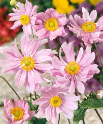 Produktbild von Anemone japonica 'Mont Rose', Herbst-Anemone, rosa, ca. 9x9 cm Topf