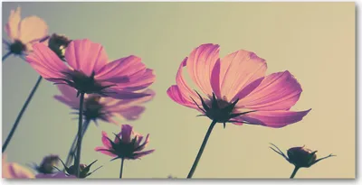 Produktbild von Tulup Glas-Bild -140x70- Wandkunst Dekorative Wand für Küche & Wohnzimmer - Blumen & Pflanzen - Rosa Blumen - Rosa