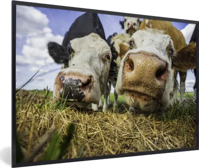 Produktbild von MuchoWow® MuchoWow® Gerahmtes Poster Kühe - Heu - Porträt 60x40 cm - Poster mit zchwarzem Bilderrahmen - Printing - Wanddeko Schlafzimmer