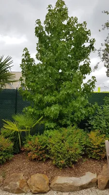 Image de Liquidambar styraciflua / Copalme d'Amérique