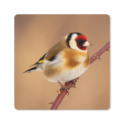 Produktbild von MuchoWow® Mauspad Mousepad Kropftaube - Vogel - Tiere 20x20 cm - Mousepads - Maus Mat - Pad - Mausunterlage - Desk Mat - Bureauartikeln