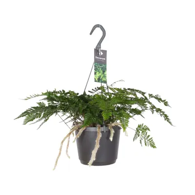 Image de Humata Tyermannii Ø17Cm - ↕20Cm