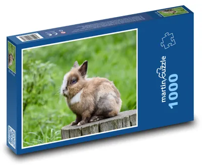 Produktbild von Puzzle 1000 Zwergkaninchen auf der Wiese - martinpuzzle