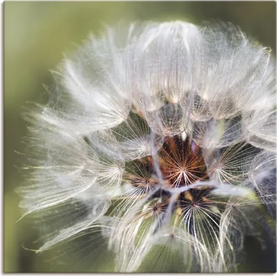 Produktbild von ARTland Leinwandbild Pusteblume II Größe: 100x100 cm