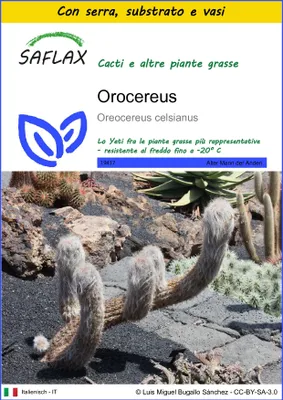 Immagine prodotto di SAFLAX Insieme di coltivazione - Orocereus - 40 semi - Oreocereus