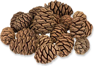 Produktbild von Mammutbaum-Zapfen 1kg | 90 Stück | 3–5 cm | Sequoia-Zapfen natur
