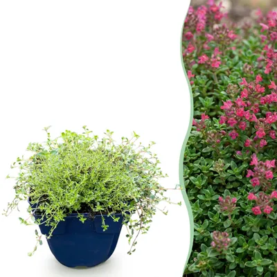 Produktbild von Thymus praecox Red Carpet – Kriechender Thymian – Duftend – Rot-Rosa – 6 Pflanzen - 15-25cm - Ø11cm - Gartenpflanze
