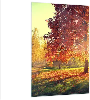 Produktbild von Bilder auf glas - Einteilig - Park Herbst Baum - 80x120cm - Glasbilder - Wandbilder - Bilder - zum Aufhängen bereit - Wanddekoration aus Glas - Glas Bilder - Wandbild auf Glas - GPA80x120-3654