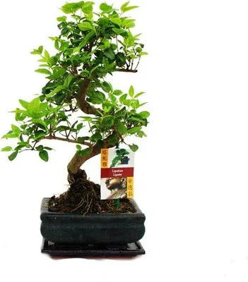 Productafbeelding van Famanu Bonsai Geschenkset - Liguster bonsai van 7 jaar oud, met keramische pot
