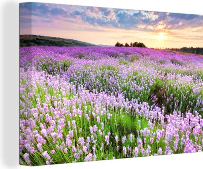 Produktbild von OneMillionCanvasses® - Leinwandbilder - 140x90 cm, Blumen - Lavendel - Lila - Himmel - Sonnenuntergang - Wiese - Natur, Wandbilder Kunstdruck Wanddekoration - Foto auf Leinwand -