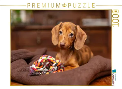 Produktbild von CALVENDO Puzzle Junger Kaninchendackel | 1000 Teile Lege-Größe 64x48cm Foto-Puzzle für glückliche Stunden