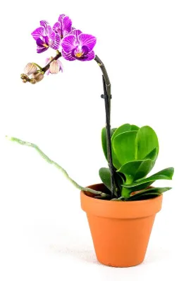 Obrázek produktu pro Gardners Phalaenopsis, průměr 6 cm