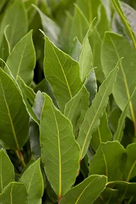 Produktbild von Laurus nobilis, Echter Lorbeer, aromatisch, ca. 11x11 cm Topf