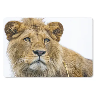 Produktbild von MuchoWow® Mauspad Mousepad Löwe - Weiß - Porträt 27x18 cm - Mousepads - Maus Mat - Pad - Mausunterlage - Büroartikel - Desk Matten