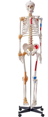 Produktbild von Menschliches Skelett Modell für Anatomie, 182 cm Lebensgröße, Genaues PVC Anatomie Skelett Modell mit Bändern, Beweglichen Armen, Beinen & Kiefer, mit Muskelursprung & Insertionspunkten