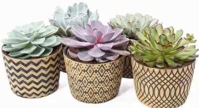 Produktbild von Echeveria 5er Set mit Übertopf XXL
