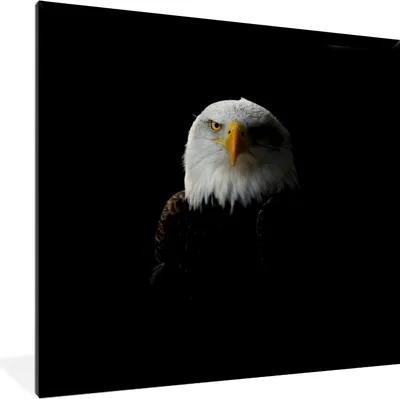 Produktbild von MuchoWow® MuchoWow® Gerahmtes Poster Adler - Schwarz - Gelb 40x40 cm - Poster mit zchwarzem Bilderrahmen - Mit Rahmen - Wanddekoration Schlafzimmer
