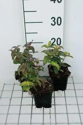 Produktbild von 6 x Monarda bradburiana - Indianernessel - Topf 9 x 9 cm