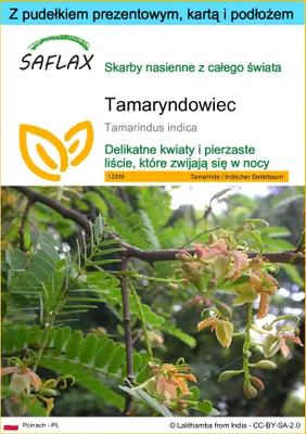 Zdjęcie produktu dla SAFLAX - Zestaw prezentowy - Tamaryndowiec - 4 Nasiona - Z pudełkiem upominkowym, etykietą wysyłkową, kartą podarunkową i podłożem uprawowym - Tamarindus indica