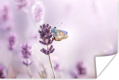 Produktbild von MuchoWow® Poster Lavendel - Schmetterling - Nahaufnahme - Lila 60x40 cm - Schlafzimmerdekoration