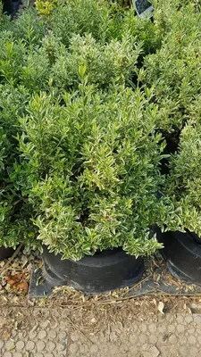 Image de Euonymus japonicus 'Microphyllus Albovariegatus' / Fusain du Japon