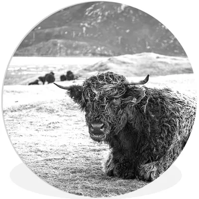 Produktbild von MuchoWow® Rundes Wandbild - Runde Bilder Schottischer Highlander - Berg - Tiere Ø 30 cm Kreis Wanddekoration Kunststoff - Wandkreis - Wandschmuck - Schlafzimmer - Bilder - Der Kreis - Kunst für die Wohnung - Plastik - Kunstdruck - Wandbild