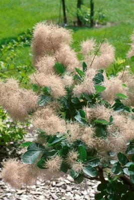 Produktbild von Cotinus coggygria 'Old Fashioned', Perückenstrauch, 40–60 cm, auffällig