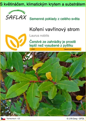 Obrázek produktu pro SAFLAX Garden to go - koření vavřínový strom - Laurus nobilis - 6 Semena - S květináčem, klimatickou poklicí a pěstebním substrátem