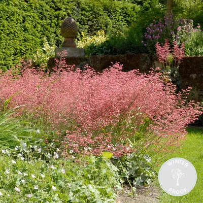Produktbild von Heuchera Sanguinea Splendens, Purpurglöckchen, 10-20 cm, Topf 9 cm