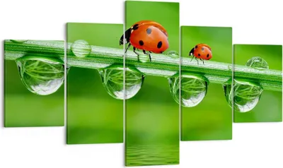 Produktbild von Bild auf Leinwand - Leinwandbild - Marienkäfer Wasser Grün Umwelt - 125x70cm - Wand Bild - Wanddeko - Leinwanddruck - Bilder - Kunstdruck - Wanddekoration - Leinwand bilder - Wandkunst - EA125x70-2661