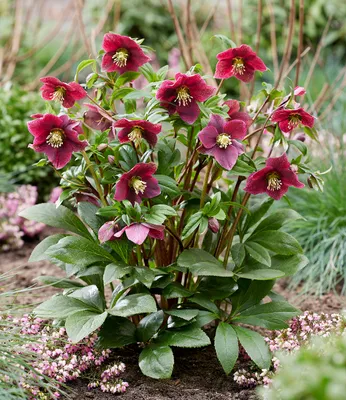 Produktbild von BALDUR-Garten 1x Christrose 'ViV® Victoria', Pflanze im 9x9 cm-Topf, winterharte Staude, mehrjährig, pflegeleicht, Winterblüher, lange blühend, immergrün, Helleborus