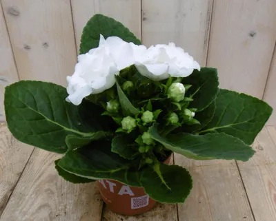 Productafbeelding van Gloxinia wit kamerplant Warentuin Natuurlijk
