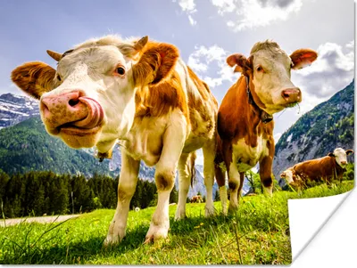 Produktbild von MuchoWow® Poster Kühe - Berge - Gras - Landschaft - Alpen 160x120 cm - Foto Plakat