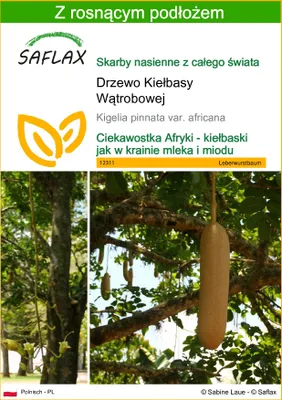 Zdjęcie produktu dla SAFLAX - Drzewo Kiełbasy Wątrobowej - 10 Nasiona - Z podłożem uprawowym wolnym od zarazków - Kigelia pinnata var. africana