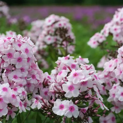Produktbild von 6 x Vlambloem  - Phlox paniculata 'Europa'  | Topf 9cm x 9cm