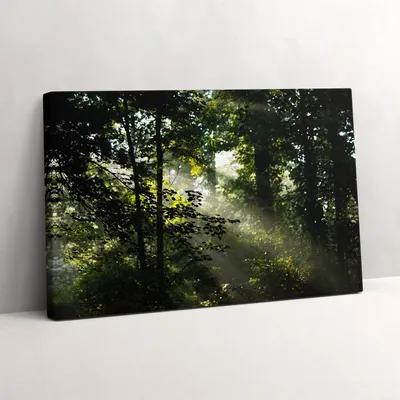 Produktbild von Sonnenstrahlen und Bäume – Leinwandbild Wandbild – 30x20 cm – Leinwandbilder – Wandbilder – Schlafzimmer – Flur