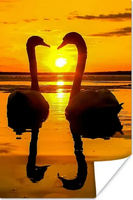 Produktbild von MuchoWow® Poster Schwäne - Sonnenuntergang - Vogel - Orange - Wasser 80x120 cm - Papierdruck