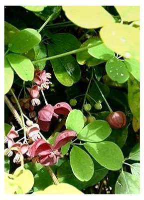 Produktbild von Fingerblättrige Akebie Akebia quinata Pflanze 35-40 cm