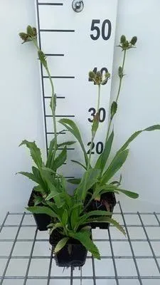 Produktbild von 6 x  Eryngium agavifolium - Mannstreu - Topf 9 x 9 cm
